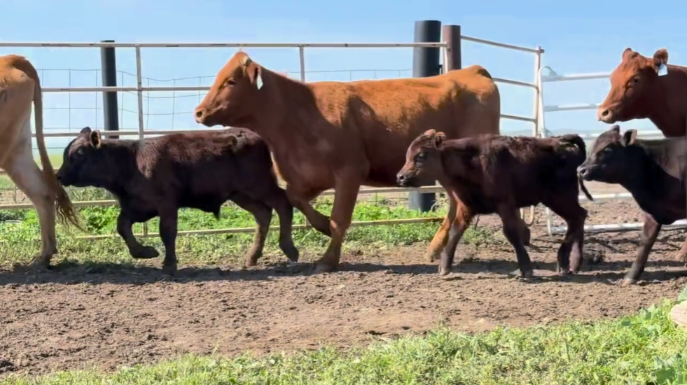 11 head of pairs red mommas black calves CP509B5